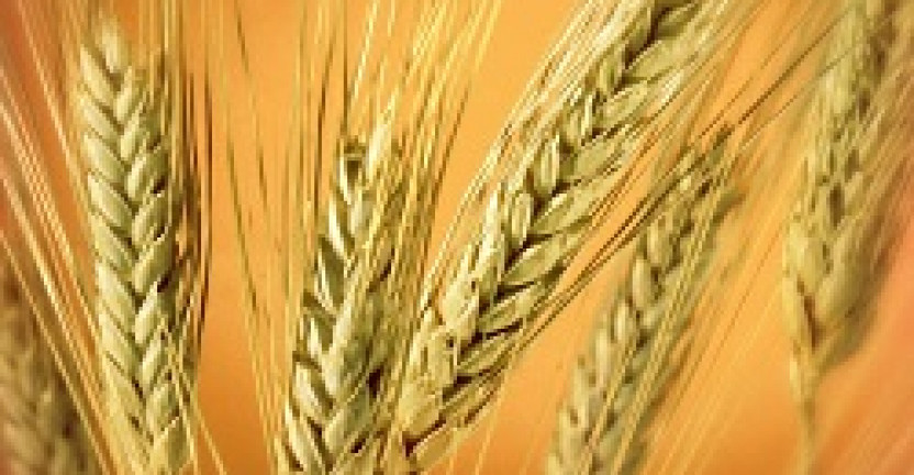 О ходе уборки урожая зерновых и зернобобовых культур на начало августа 2019 года